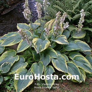 Hosta Alvatine Taylor Eurohosta