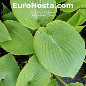 Hosta-Bedford-Blue