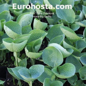 Hosta Big Daddy - Eurohosta