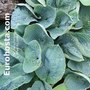 Hosta Big Daddy - Eurohosta