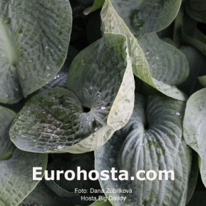 Hosta Big Daddy - Eurohosta