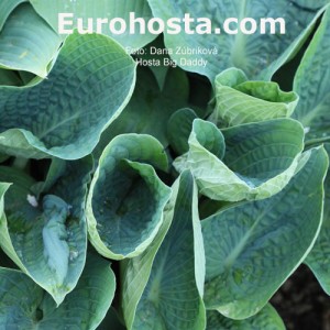 Hosta Big Daddy - Eurohosta