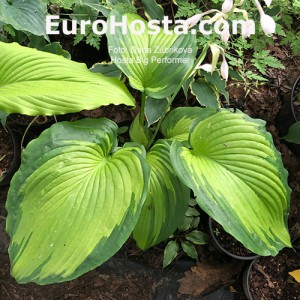 Hosta Big Performer 