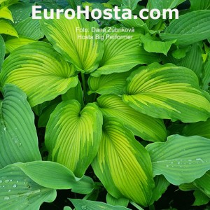 Hosta Big Performer 