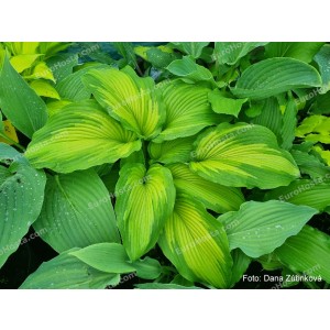 Hosta Big Performer 