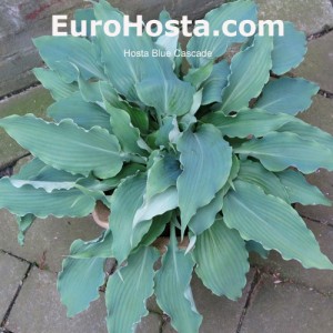 Hosta-Blue-Cascade-Eurohosta