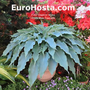 Hosta-Blue-Cascade-Eurohosta