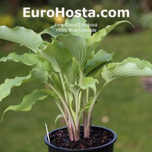 Hosta-Blue-Cascade-Eurohosta