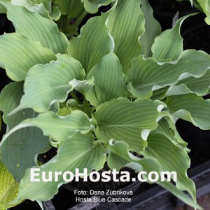 Hosta-Blue-Cascade-Eurohosta