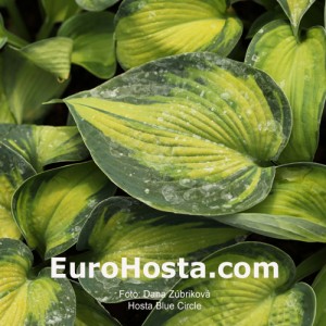 Hosta-Blue-Circle-Eurohosta