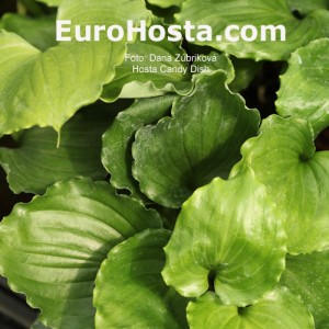 Hosta Candy Dish - Eurohosta