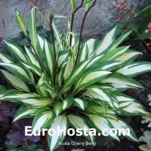 Hosta Cherry Berry - Eurohosta