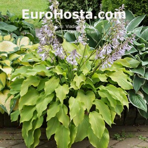 Hosta Choo Choo Train - Eurohosta