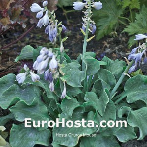 Hosta Church Mouse - Eurohosta