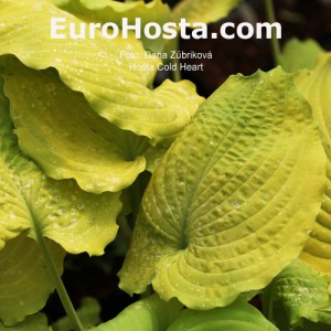 Hosta Cold Heart - Eurohosta