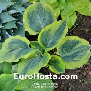 Hosta Dark Shadows - Eurohosta