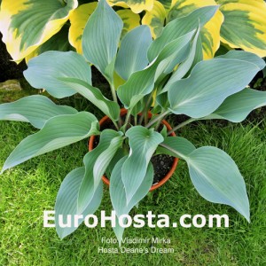 Hosta Deane's Dream - Eurohosta