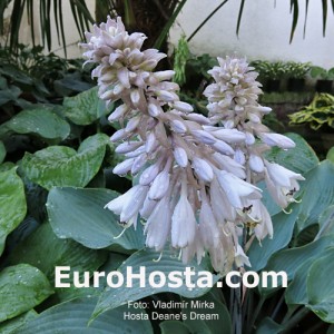 Hosta Deane's Dream - Eurohosta