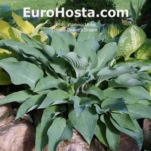 Hosta Deane's Dream - Eurohosta