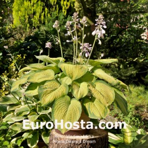 Hosta Dick Ward - Eurohosta