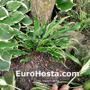 Hosta Electrocution - Eurohosta