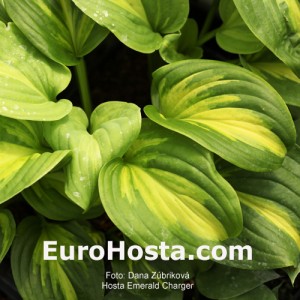 Hosta-Emerald-Charger-Eurohosta