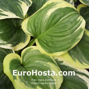 Hosta Fragrant Queen