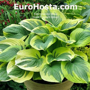 Hosta Fragrant Queen