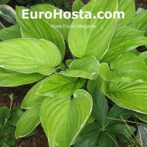 Hosta Frozen Margarita - Eurohosta 