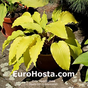 Hosta Gilt by Association - Eurohosta