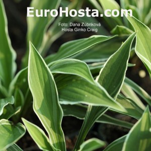 Hosta Ginko Craig