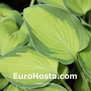 Hosta Goldrush - Eurohosta