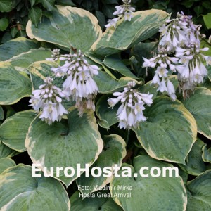 Hosta Great Arrival - Eurohosta