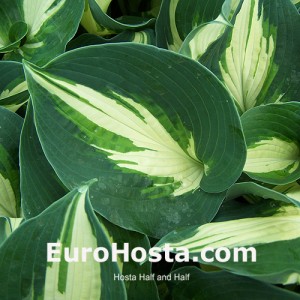 Hosta Half and Half - Eurohosta