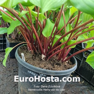 Hosta Harry van de Laar - Eurohosta