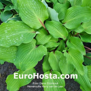 Hosta Harry van de Laar - Eurohosta