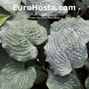 Hosta Her Eyes Were Blue - Eurohosta