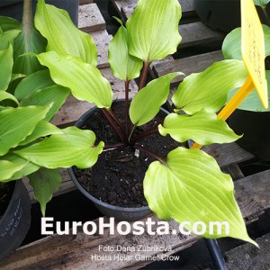 Hosta Holar Garnet Crow