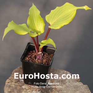 Hosta Holar Garnet Crow