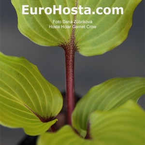 Hosta Holar Garnet Crow