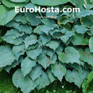 Hosta Ice Prancer - Eurohosta