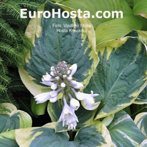 Hosta Knockout - Eurohosta