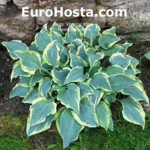 Hosta Lacy Belle - Eurohosta