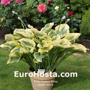 Hosta Liberty - Eurohosta