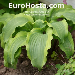 Hosta Monkey Business