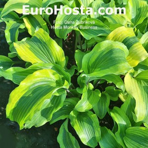 Hosta Monkey Business