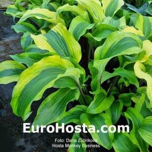 Hosta Monkey Business