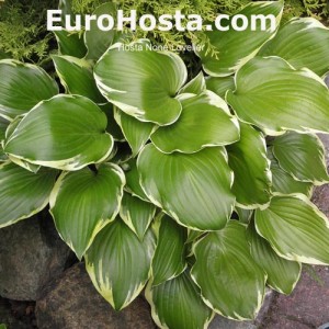 Hosta Color Festival - Eurohosta