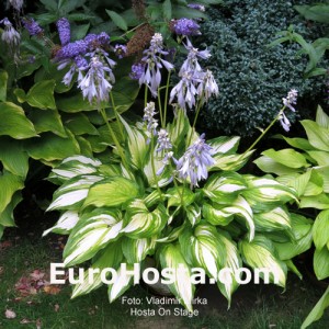 Hosta On Stage - Eurohosta