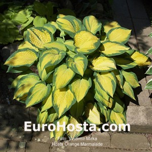 Hosta Orange Marmalade - Eurohosta